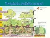 Afrikos tropinis miškas 10 puslapis