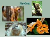 Amazonė ir Amazonija 6 puslapis