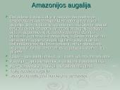 Amazonė ir Amazonija 7 puslapis