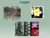 Amazonė ir Amazonija 8 puslapis