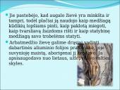 Australiškasis arbatmedis 3 puslapis