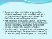 Australiškasis arbatmedis 5 puslapis