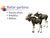 Baltų gentys. Lietuvių tautos susidarymas 11 puslapis