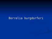 Borrelia burgdorferi 2 puslapis