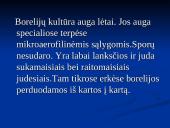 Borrelia burgdorferi 11 puslapis