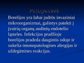Borrelia burgdorferi 14 puslapis