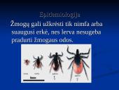 Borrelia burgdorferi 18 puslapis