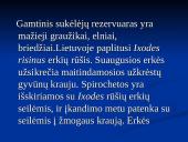 Borrelia burgdorferi 19 puslapis