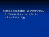 Borrelia burgdorferi 4 puslapis