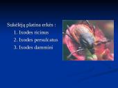 Borrelia burgdorferi 9 puslapis