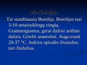 Borrelia burgdorferi 10 puslapis
