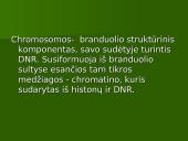 Chromosoma 2 puslapis
