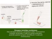 Chromosoma 12 puslapis