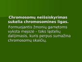 Chromosoma 13 puslapis