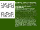 Chromosoma 19 puslapis
