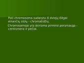 Chromosoma 3 puslapis