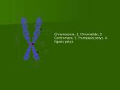 Chromosoma 4 puslapis