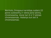 Chromosoma 7 puslapis