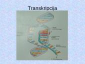 DNR. Baltymų sintezė 17 puslapis