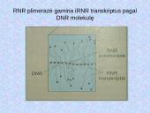 DNR. Baltymų sintezė 18 puslapis