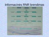 DNR. Baltymų sintezė 19 puslapis