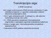 DNR. Baltymų sintezė 20 puslapis