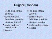 DNR. Baltymų sintezė 5 puslapis