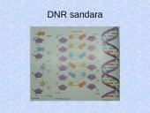 DNR. Baltymų sintezė 6 puslapis