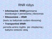 DNR. Baltymų sintezė 7 puslapis