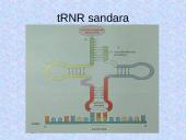 DNR. Baltymų sintezė 8 puslapis