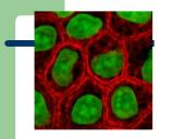 Endotelio išskiriamos medžiagos veikiančios krešėjimo procesus ir jų vaidmuo krešėjimo sutrikimų patogenezei 3 puslapis