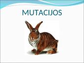 Genealoginiai medžiai 11 puslapis