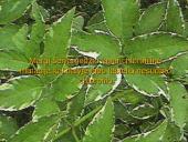 Genetika ir mutacija 13 puslapis