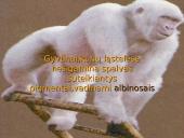 Genetika ir mutacija 14 puslapis