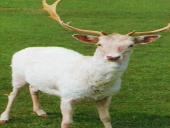 Genetika ir mutacija 15 puslapis