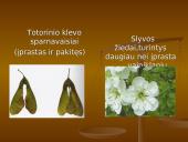 Genetika ir mutacija 17 puslapis