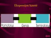 Genetinė modifikacija ir genetiškai modifikuoti organizmai (GMO) 6 puslapis