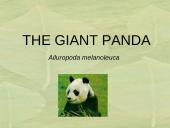 The Giant Panda