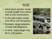 The Giant Panda 2 puslapis