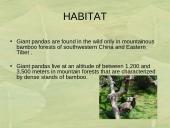 The Giant Panda 4 puslapis