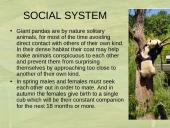 The Giant Panda 5 puslapis