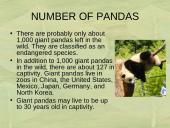 The Giant Panda 6 puslapis