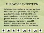 The Giant Panda 7 puslapis