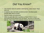 The Giant Panda 9 puslapis