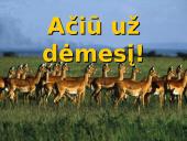 Juodoji Afrika 17 puslapis