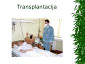 Kaulų čiulpų transplantacija 16 puslapis