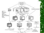 Kaulų čiulpų transplantacija 20 puslapis