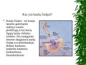 Kaulų čiulpų transplantacija 4 puslapis