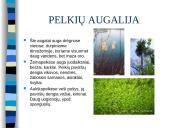 Lietuvos gamta ir miškai 9 puslapis