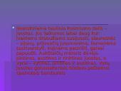 Lietuvos tautinių kostiumų aksesuarai 3 puslapis